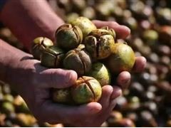 茶油行业市场分析 国际市场对我国茶油的潜在需求巨大